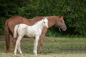 Doghill Quarter Horses