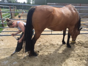 Doghill Quarter Horses