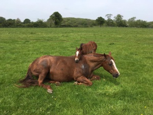 Doghill Quarter Horses
