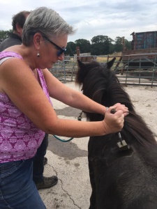 Doghill Quarter Horses